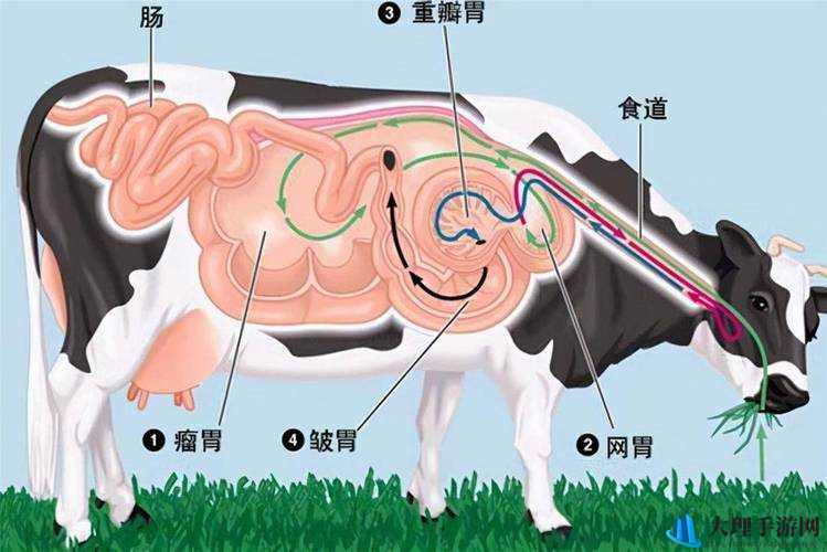 套阴茎奶牛服截肢产奶：极端且违背的行为探讨